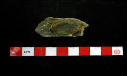 N/A (Brachiopod)