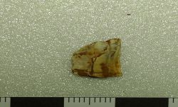 Siamamia naga