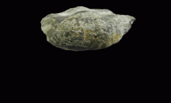 cf. Reticulatia sp.A