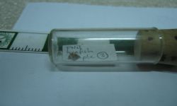 Eubiodectes sp.