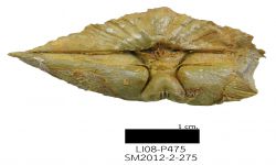 cf. Acuminothyris sp