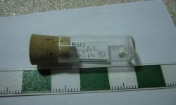 Eubiodectes sp.