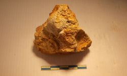 N/A (Brachiopod)