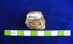 N/A (Brachiopod)