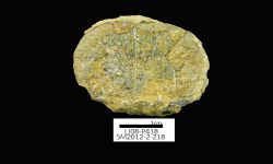 N/A (Brachiopod)
