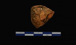 N/A (Brachiopod)