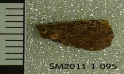 Siamamia naga