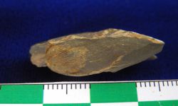 N/A (Brachiopod)
