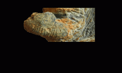 cf. Reticulatia sp.B