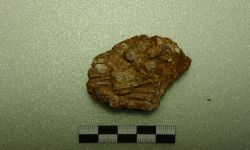 Siamamia naga