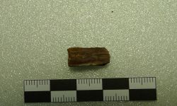 Siamamia naga