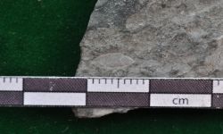 Neoschwagerina sp.