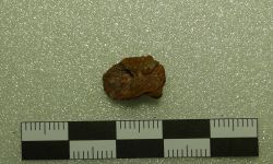 Siamamia naga