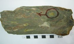 Chonetinella sp.