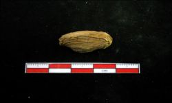 N/A (Brachiopod)