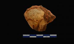 N/A (Brachiopod)