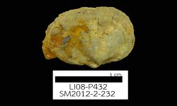 N/A (Brachiopod)
