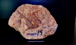 N/A (Brachiopod)