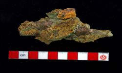 N/A (Brachiopod)
