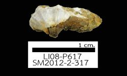 N/A (Brachiopod)