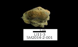 N/A (Brachiopod)