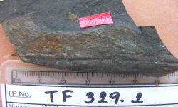 Glossopteris cf. angustifolia