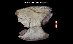 ภูเวียงโกซอรัส สิรินธรเน