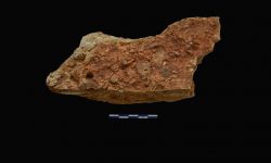 N/A (Brachiopod)
