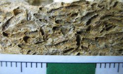 Triticites sp.