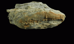 cf. Reticulatia sp.B