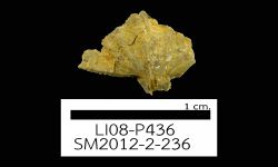 N/A (Brachiopod)