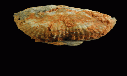 cf. Reticulatia sp.B