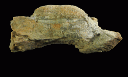 cf. Reticulatia sp.B
