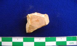 N/A (Brachiopod)