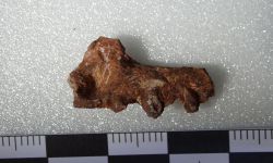 Siamamia naga