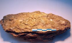 N/A (Brachiopod)