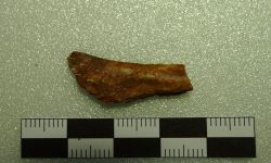 Siamamia naga