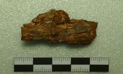 Siamamia naga