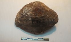 N/A (Brachiopod)