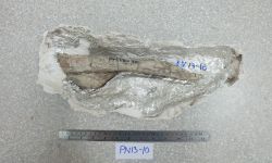 N/A (ไดโนเสาร์)
