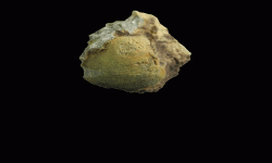cf. Phricodothyris sp.