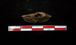 N/A (Brachiopod)