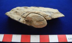 N/A (Brachiopod)