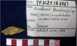 Chonetinella sp.