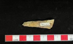 N/A (Brachiopod)