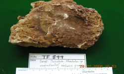 สกุล คีเทเทส
