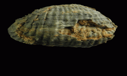 cf. Marginifera sp.
