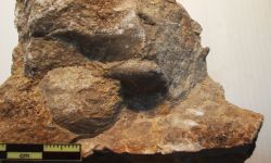 N/A (Brachiopod)