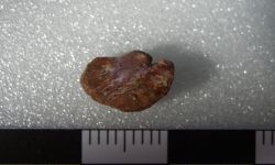 Siamamia naga