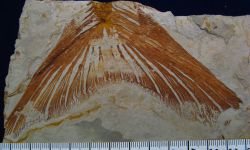 Cetopangasius chaetobranchus